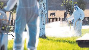 Fumigaciones en Coria del Río (Sevilla).