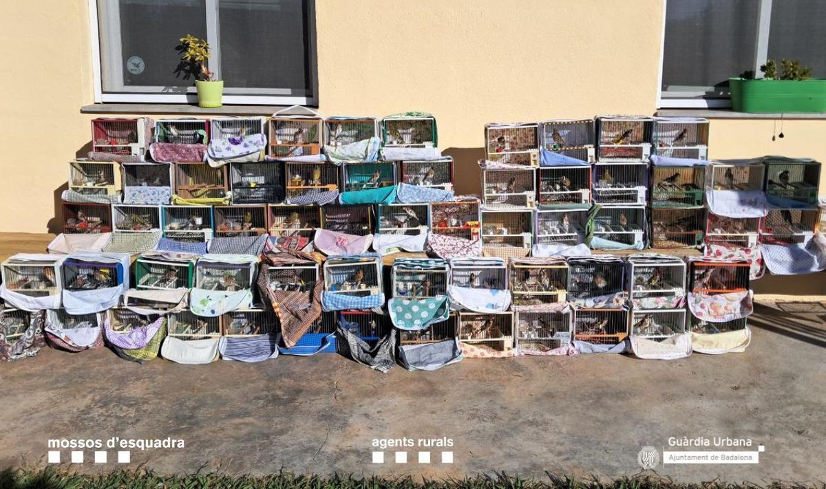 El dispositivo conjunto se ha saldado con 80 aves decomisadas