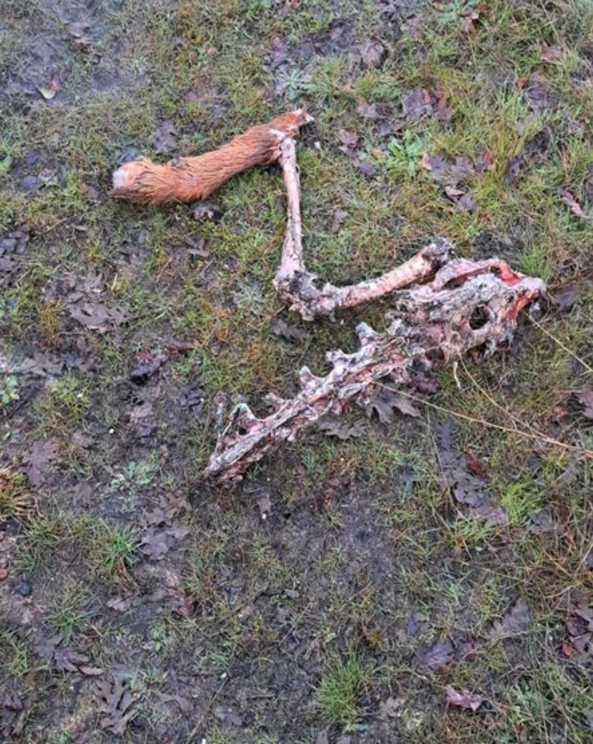 Un nuevo ataque del lobo en Codesal deja dos terneros muertos y un mastín herido