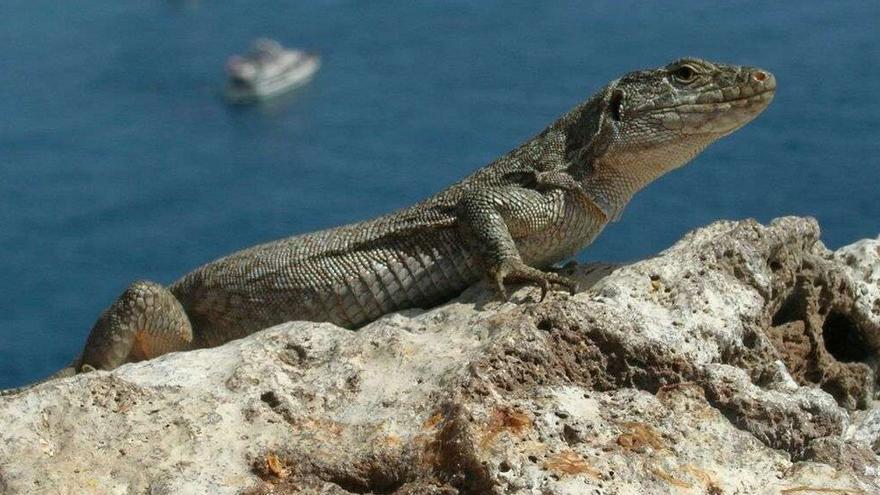 Más protección para los lagartos gigantes de El Hierro y Tenerife