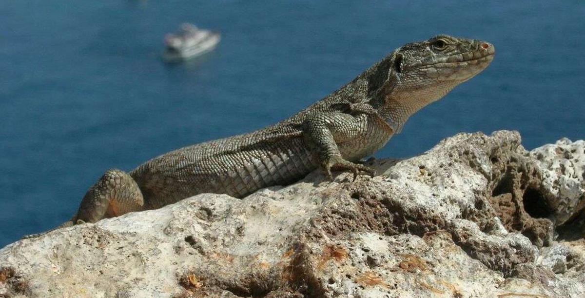 Lagarto gigante de Tenerife (’Gallotia intermedia’)