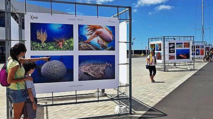 Algunas de las fotografías de la exposición Lanzarote submarina, ayer, en Marina Lanzarote, en Arrecife.