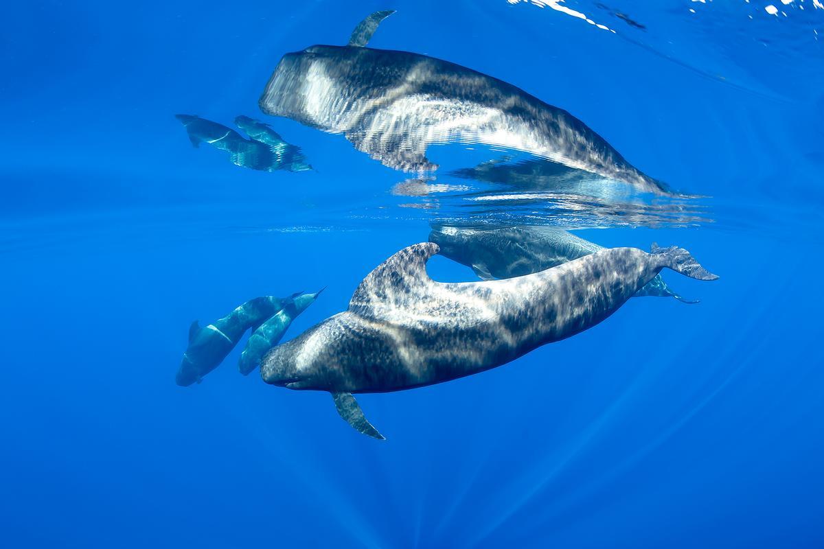 Presencia habitual de ballenas piloto y delfines mulares