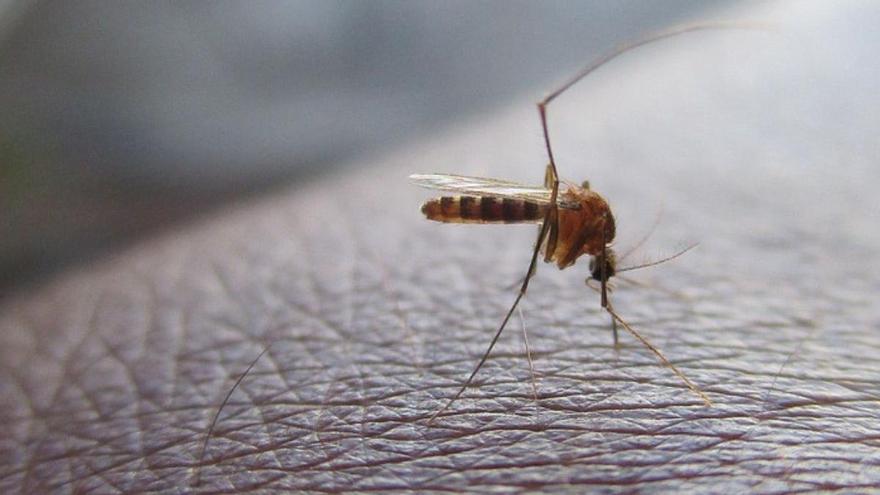 Adiós al mosquito en casa: el remedio japonés que los destierra para siempre