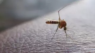 Adiós al mosquito en casa: el remedio japonés que los destierra para siempre