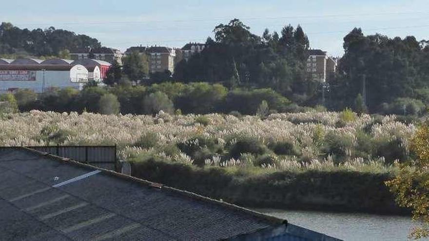 La parcela de la antigua aceitera Bunge, ahora totalmente invadida por los &#039;plumachos&#039;, al borde del río Mero.