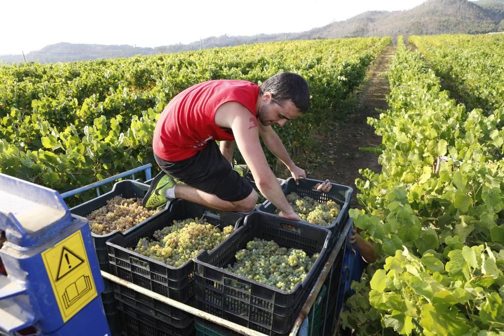 La vendimia más tempranera del siglo