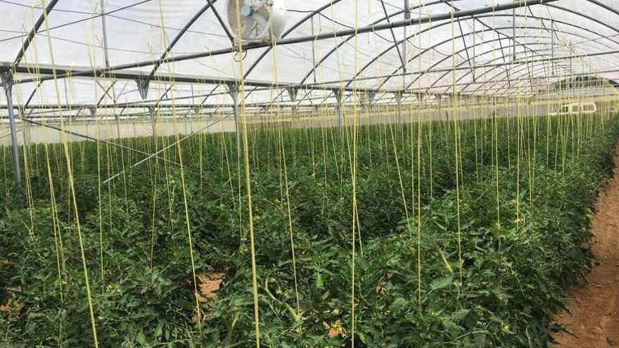 Plantación de tomates bajo plástico en Micereces de Tera.