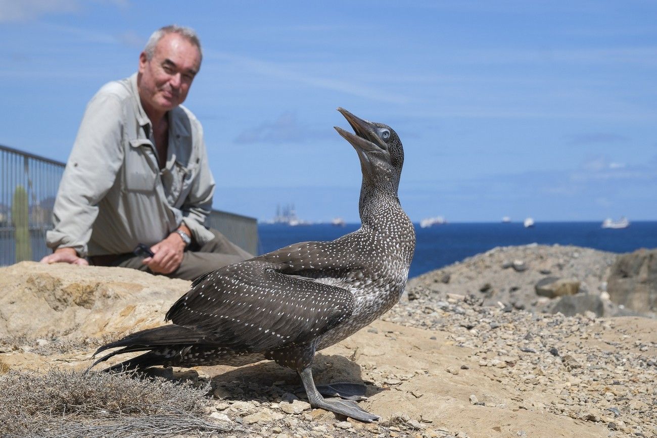 Suelta de un alcatraz en La Laja