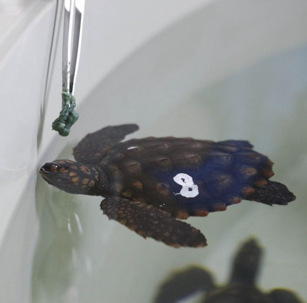 Ein Herz für die Tiere und das Meer