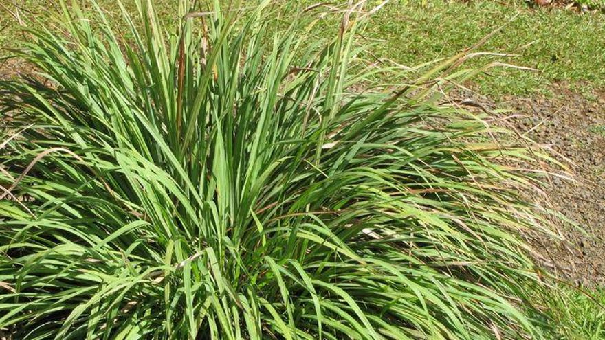 Cinc plantes per allunyar els mosquits de casa aquest estiu