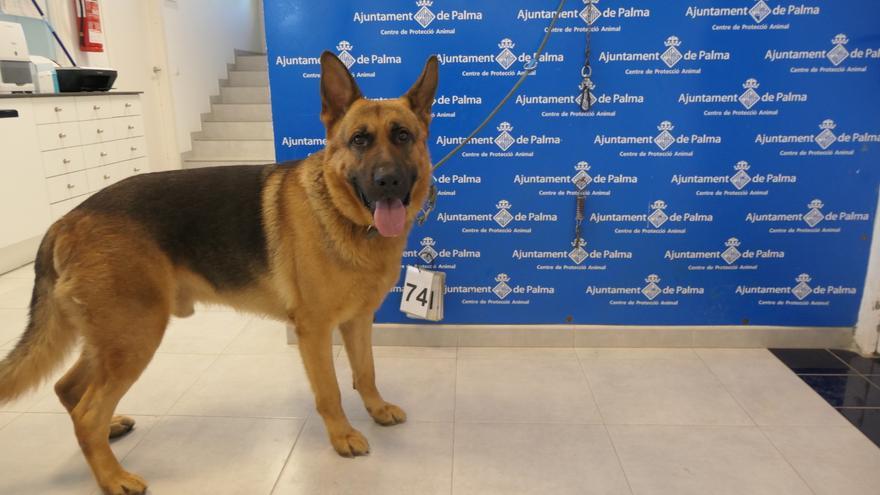 El Ayuntamiento de Palma decomisa tres perros que vivían hacinados en un comercio de Can Pastilla