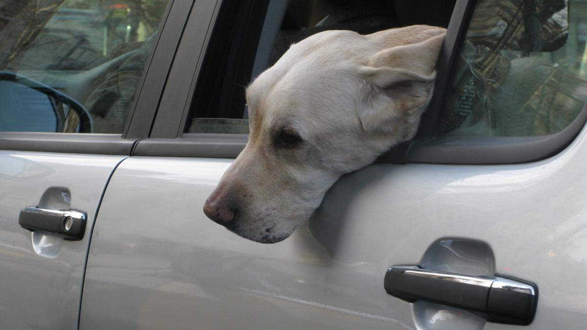 Un perro viajando en un coche.