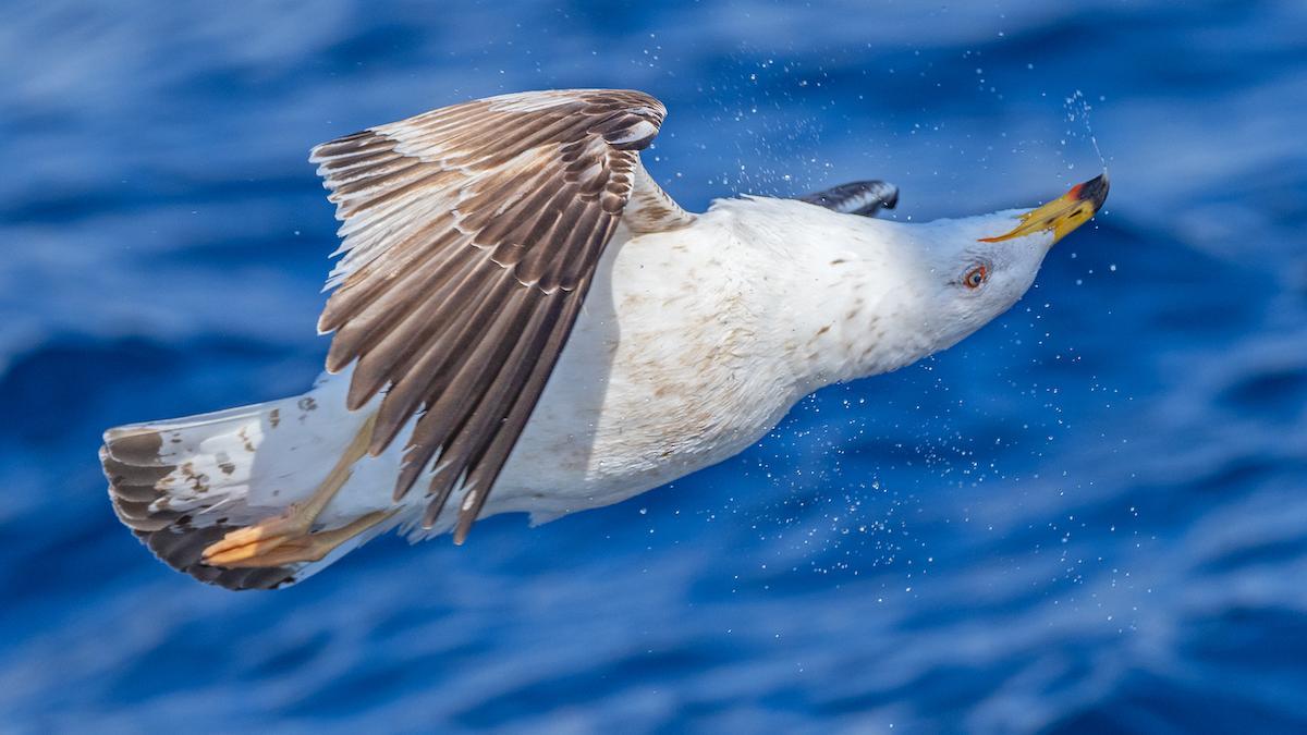 Imatge d'una gavina sobrevolant el mar del MedFoto 2022