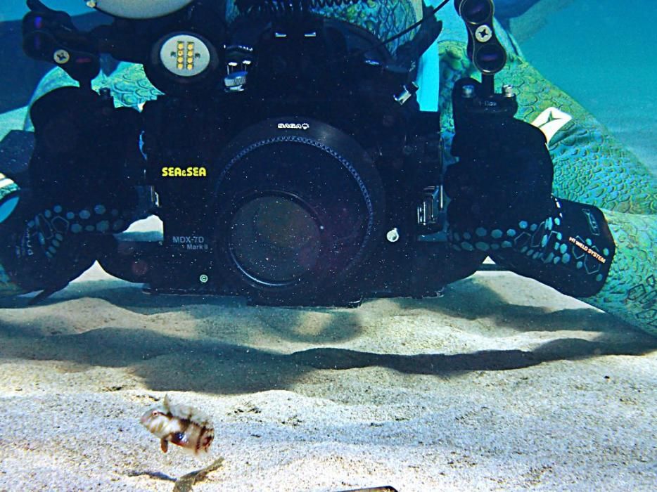 Die Unter-Wasser-Paparazzi von Mallorca