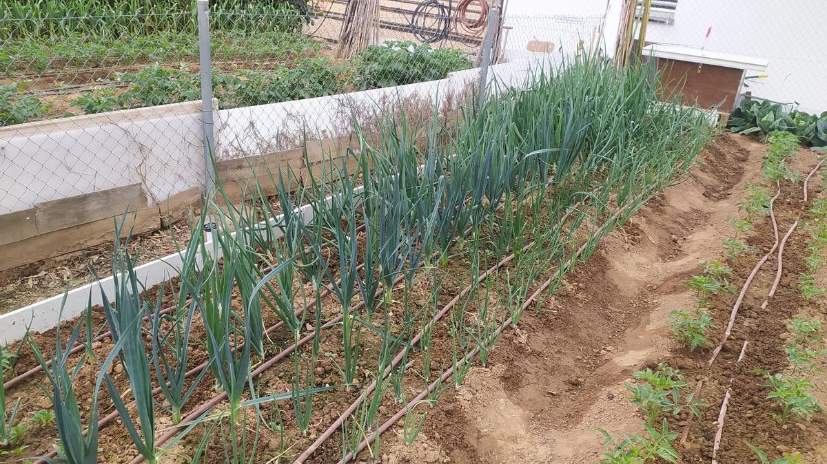 Fotogalería | Estas son las primeras frutas y verduras que recogen los adjudicatarios de Llera