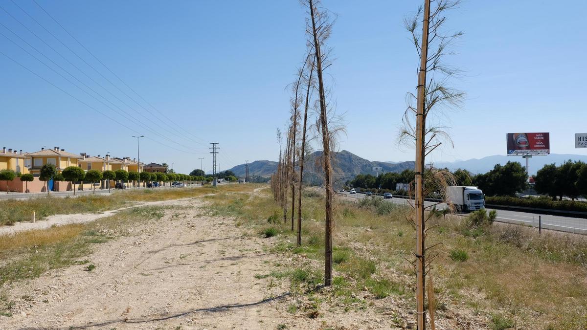 Las pantallas acústicas se colocarían entre la autovía A-31 y la avenida Catedrático José María Bernabé Maestre.