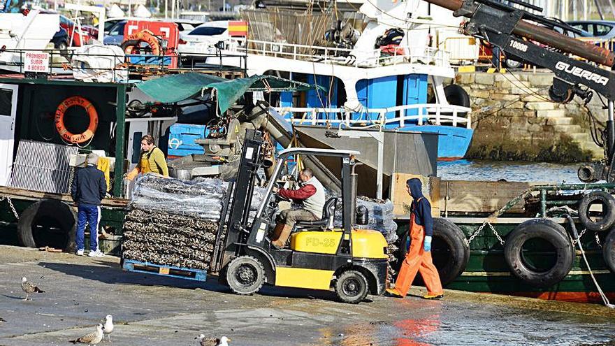 Los palés de bivalvo en el muelle.   | // GONZALO NÚÑEZ