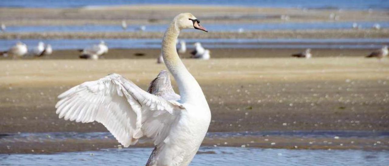 El cisne, ayer, en la playa de A Xunqueira, en Moaña. // Gonzalo Núñez