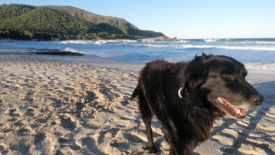 Nach dem Extremwetter am Freitag war am Samstagnachmittag (22.11.) wieder Traumwetter an der Cala Agulla auf Mallorca angesagt