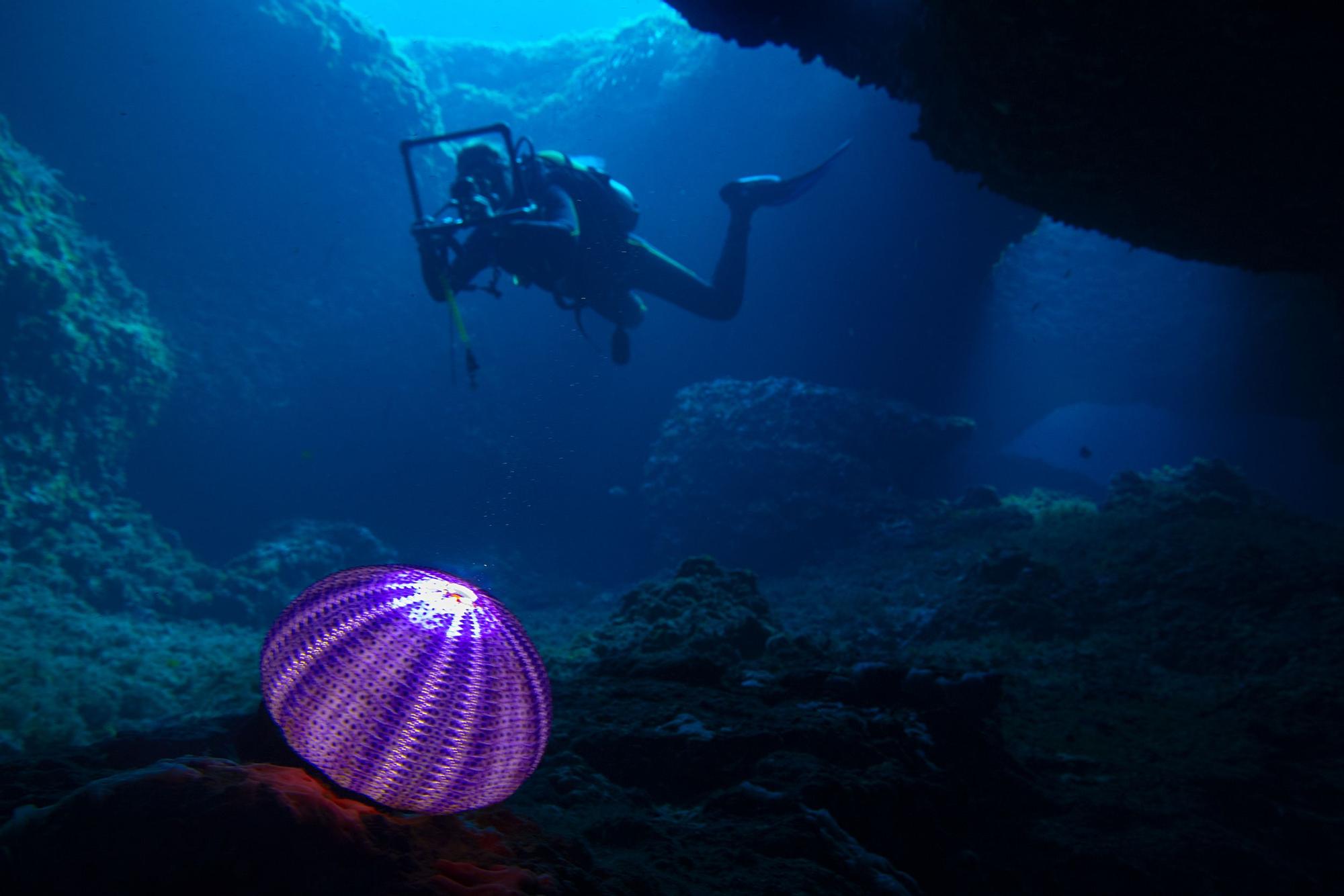 Un buceador nada en Cala Xarraca (Ibiza) junto al esqueleto de un erizo de mar iluminado con un foco submarino.