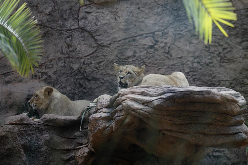 Delia Padrón Inauguración del Lion's Kingdom, la exhibición de los leones africanos, en Loro Parque