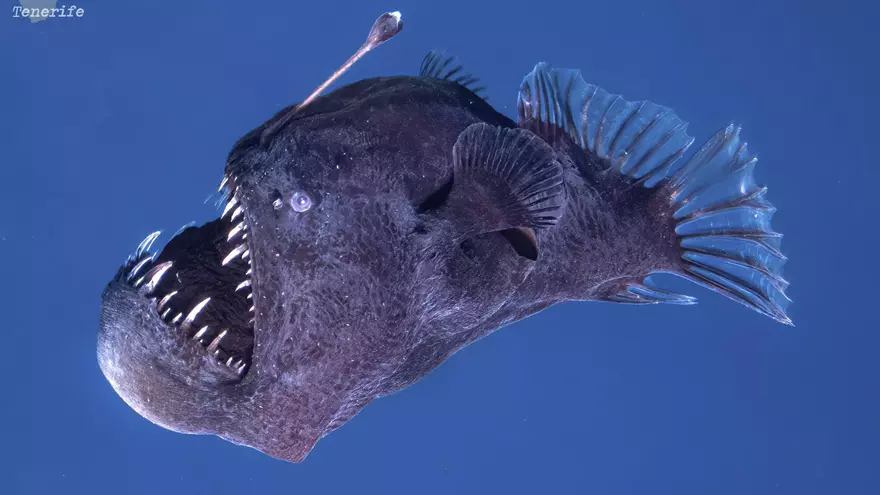 VÍDEO | Vist per primera vegada viu un dimoni negre adult a la superfície del mar: "És un peix llegendari"