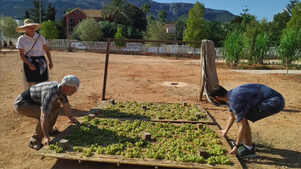 La uva se terminará de secar y se convertirá en pasa en este jardín educativo que se asoma al Montgó