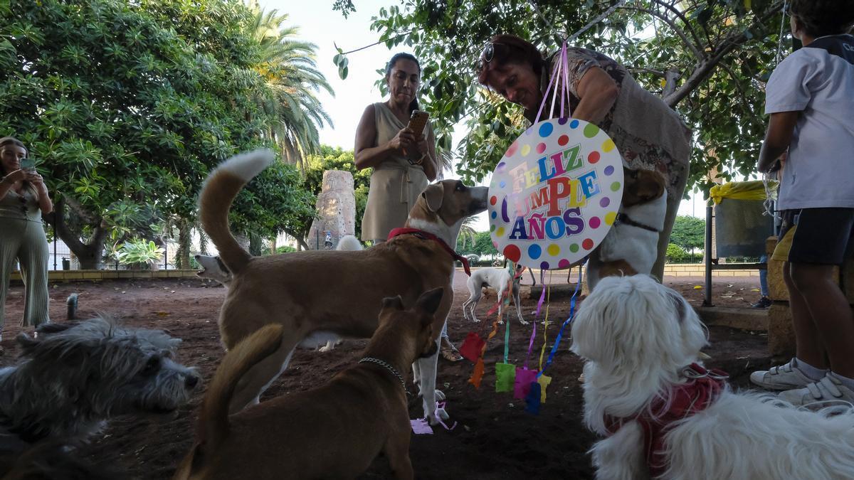Magali Suárez y Mar Muñiz colocan una piñata para sus mascotas.