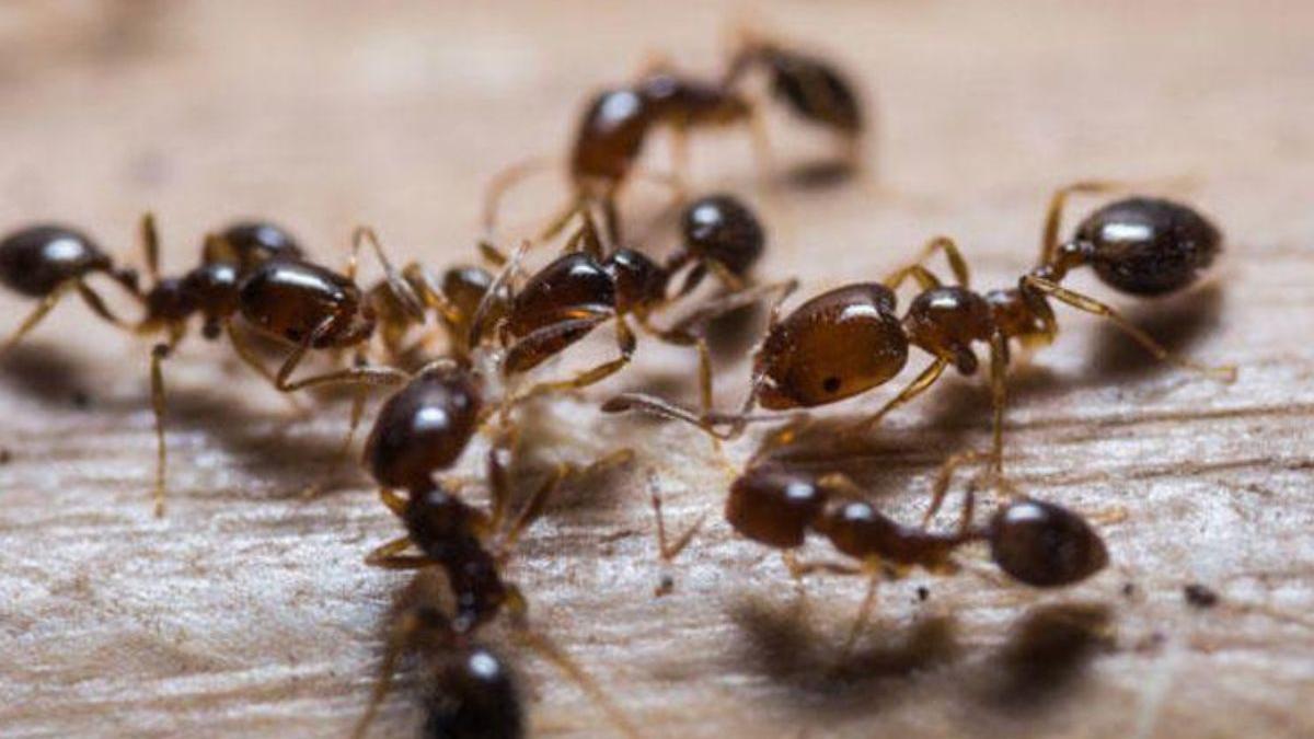 Hormigas en casa - La hormiga radical