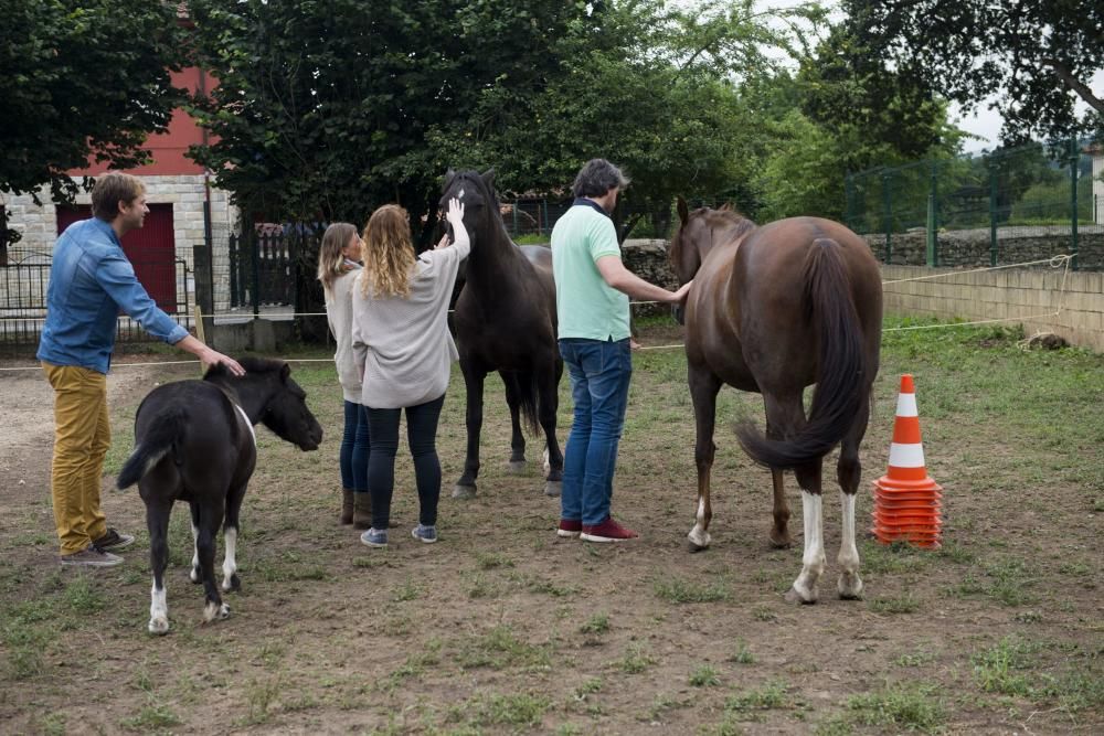 'Coaching' con caballos para empresarios