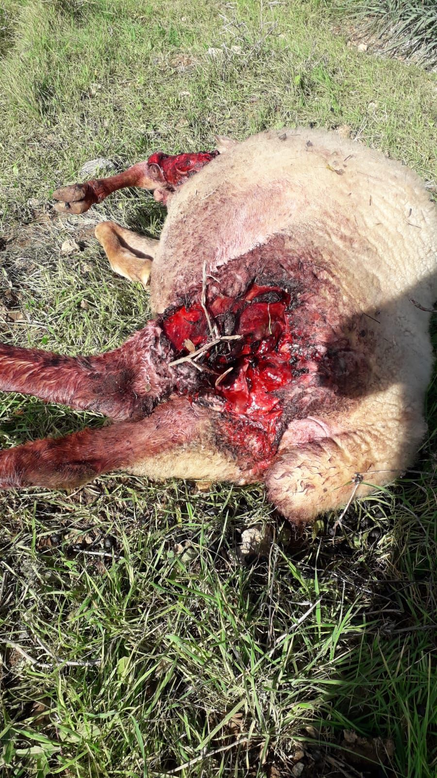Fotos | Así ha sido el ataque de un perro a ovejas de la finca de Son Palou de Orient