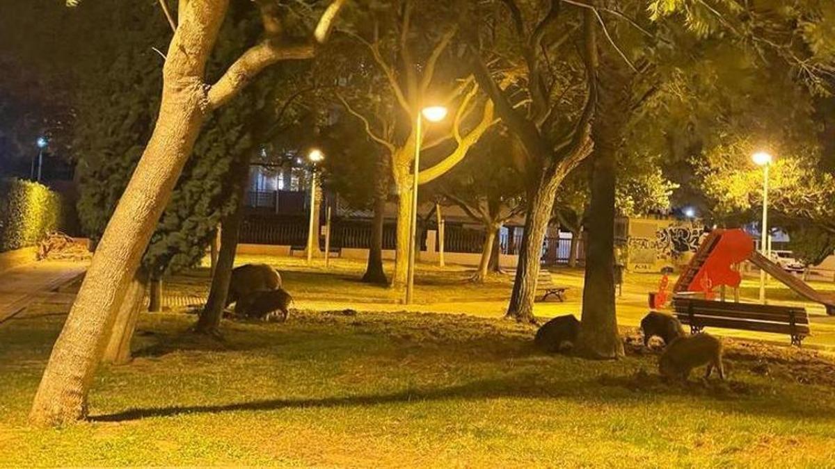 Un grupo de jabalís haciendo destrozos en el parque de Illes Columbretes.