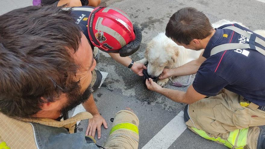 Rescaten un gos a Terrassa que portava tancat en un balcó tres dies sense aigua ni menjar