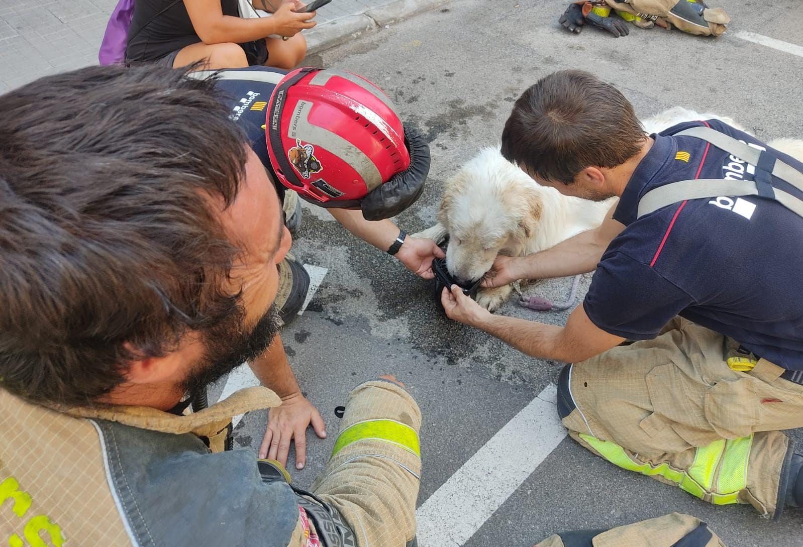 Rescaten un gos a Terrassa que portava tancat en un balcó tres dies sense aigua ni menjar