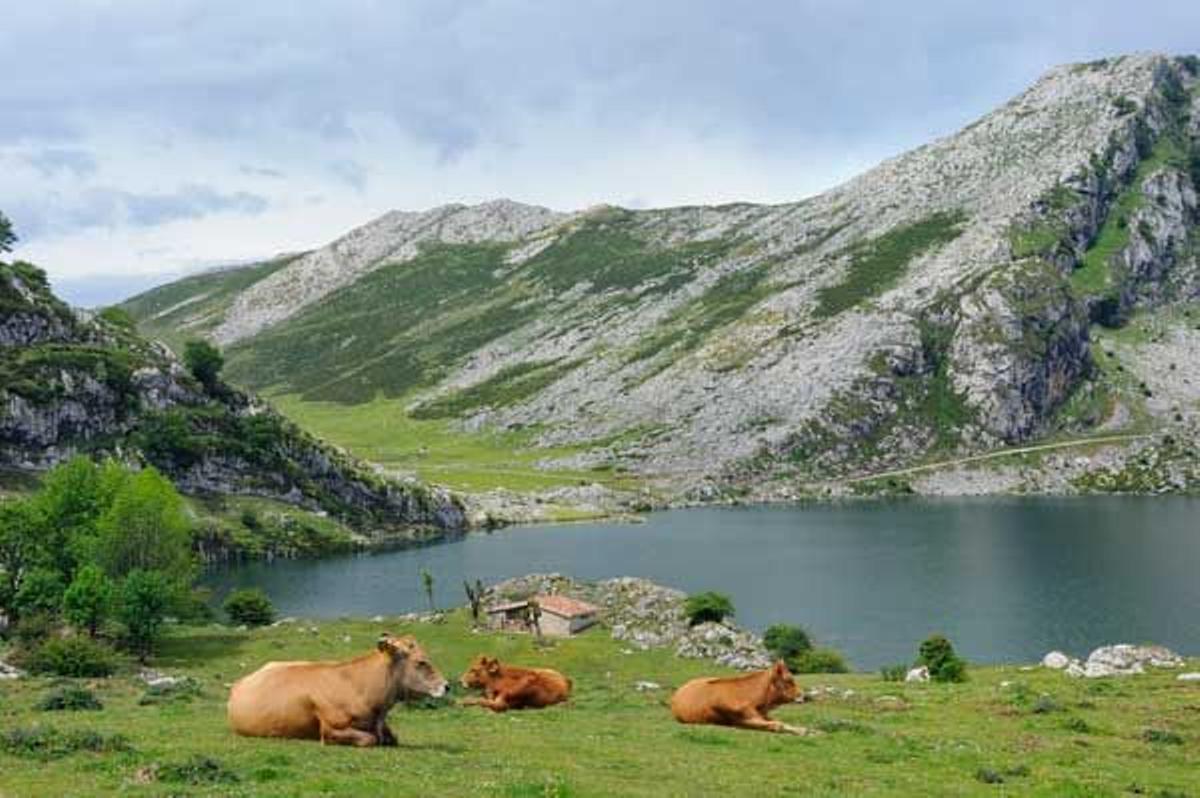 Recorrer a pie los bellos paisajes de los Picos de Europa