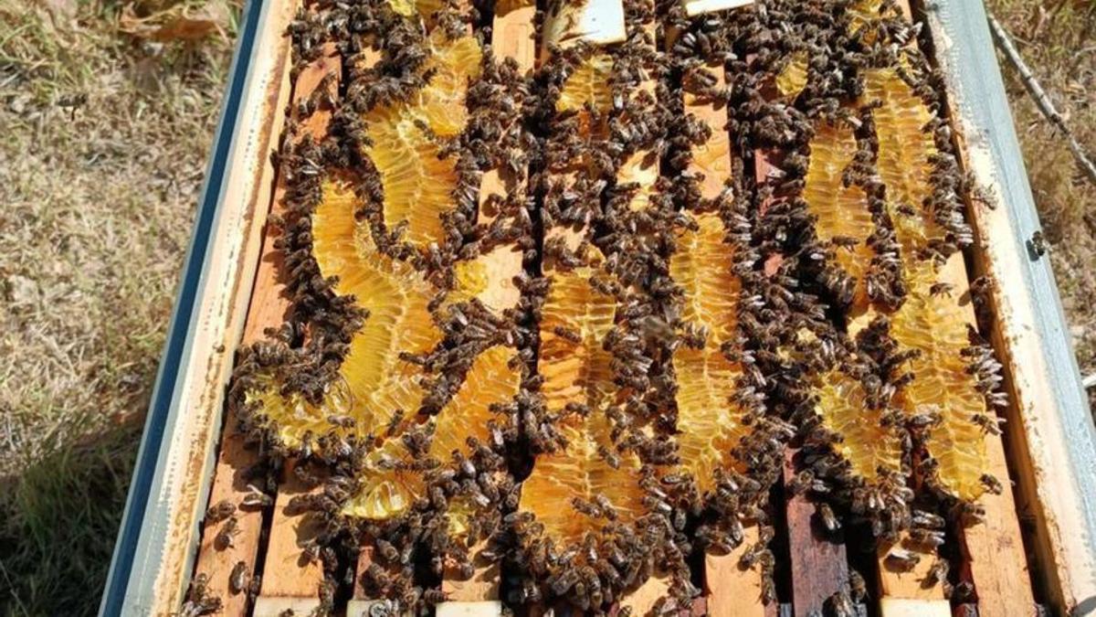 Colmena de abeja ibicenca.