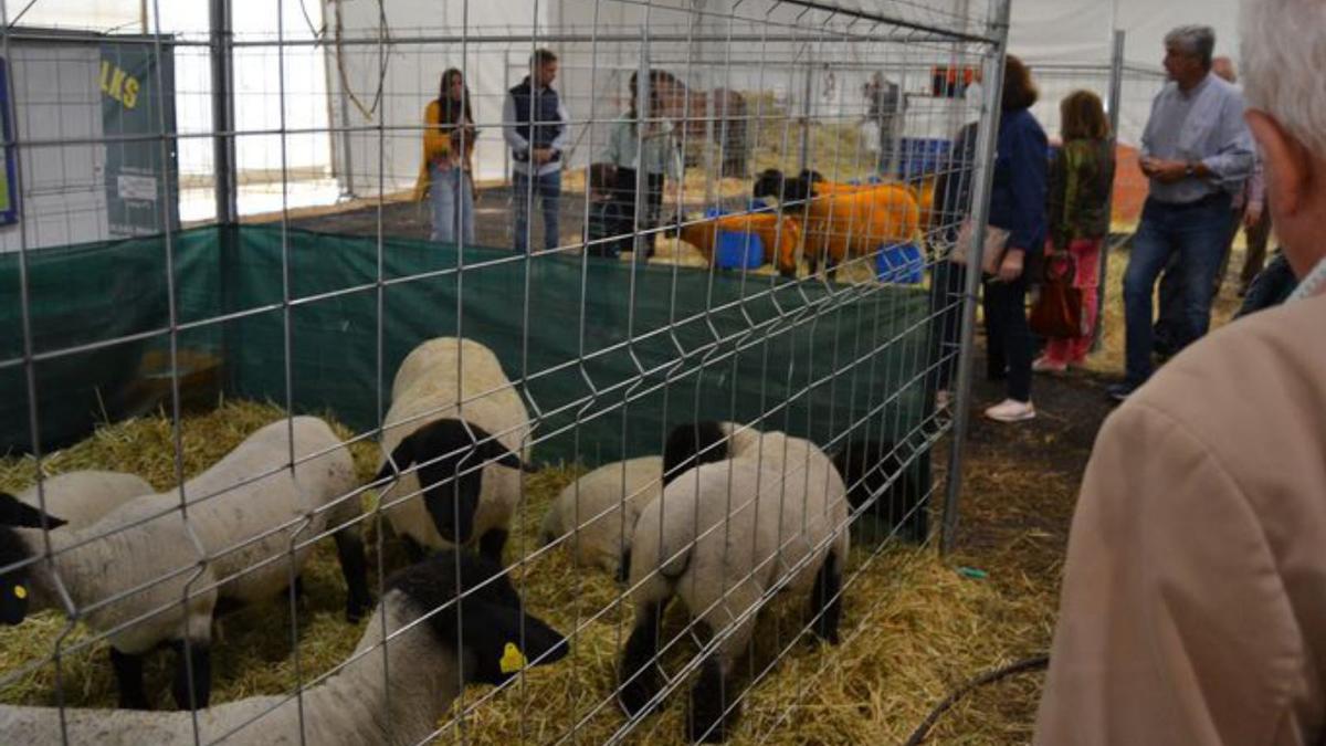 Un expositor del interior del recinto ferial. | A. M. S.