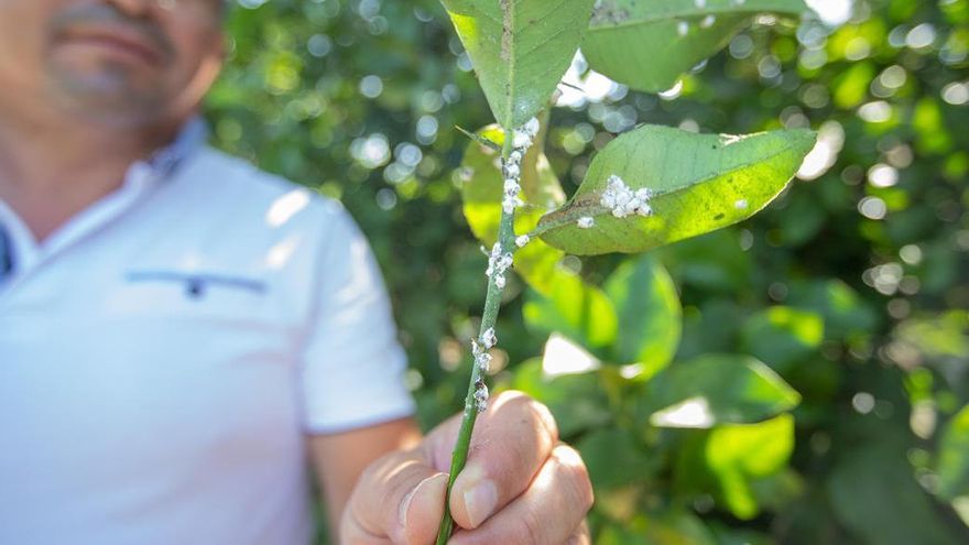 En sanidad vegetal, se destinan más de 9.000 euros.