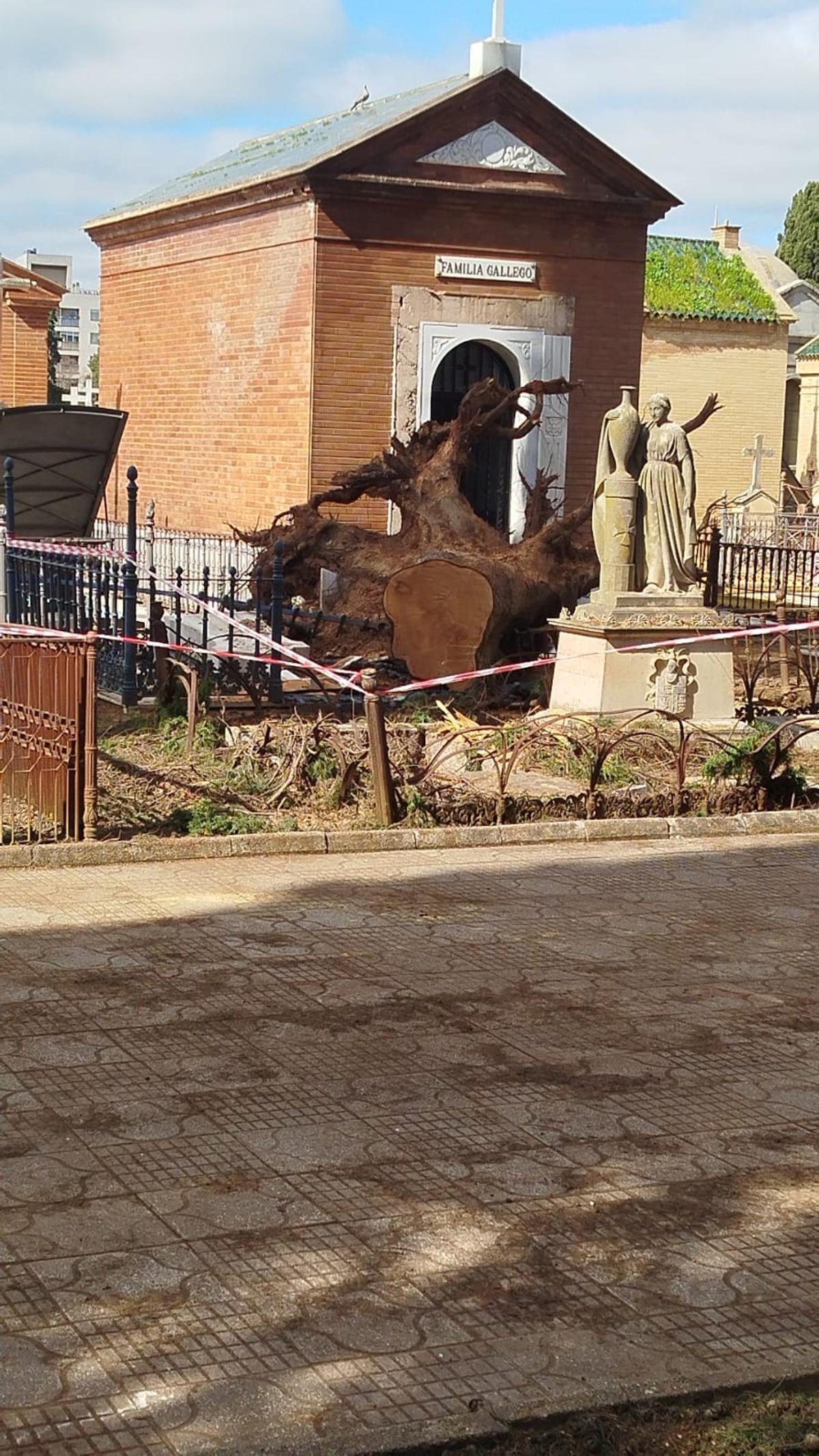 Árboles caídos en el cementerio de San Fernando, de Sevilla, por el temporal