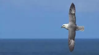 Premio National Geographic para el proyecto Be Blue de Formentera por proteger el Mar Mediterráneo