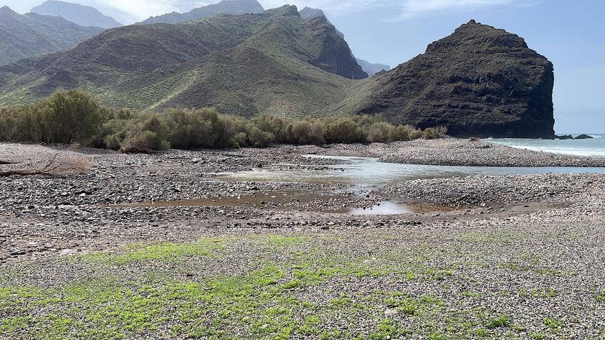 Los callaos se comen el simbólico Charco de La Aldea tras el ‘Hermine ...