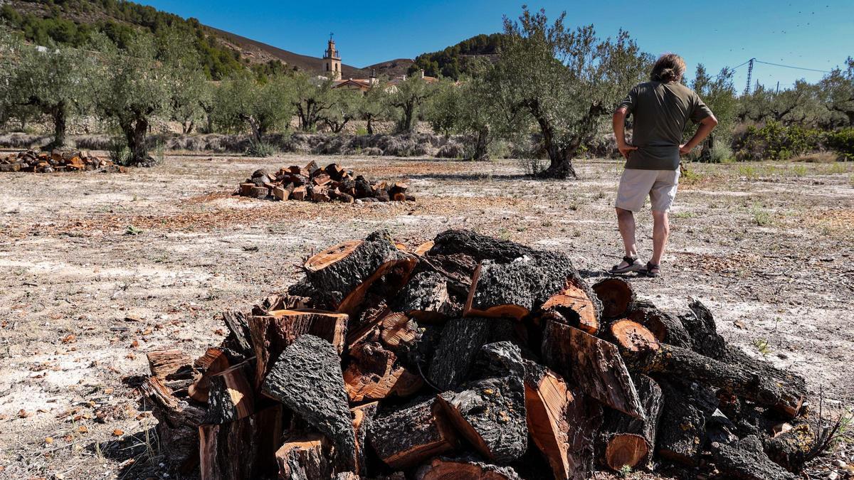 Almendros arrancados y talados como consecuencia de la xylella en una imagen captada esta semana pasada en las inmediaciones de Millena, municipio de El Comtat.