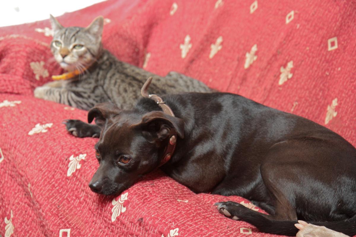 Ein friedliches Zusammenleben von Hund und Katze