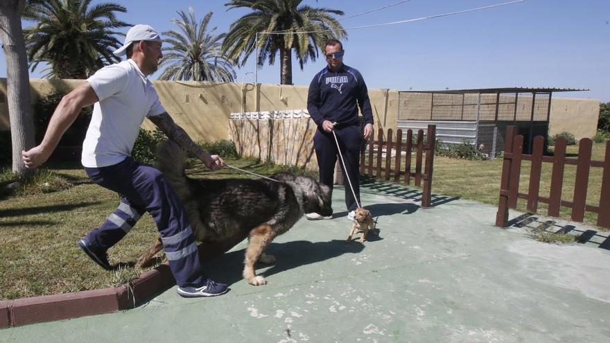 Dos de los perros acogidos en las instalaciones de la empresa Gossos d&#039;Alpe en Sollana.