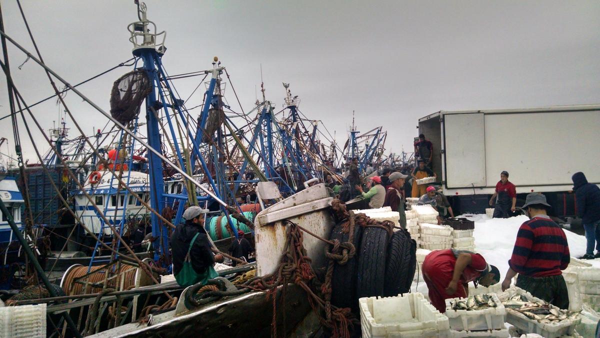 Descargas de sardina de barcos marroquíes en el puerto de Dakhla.