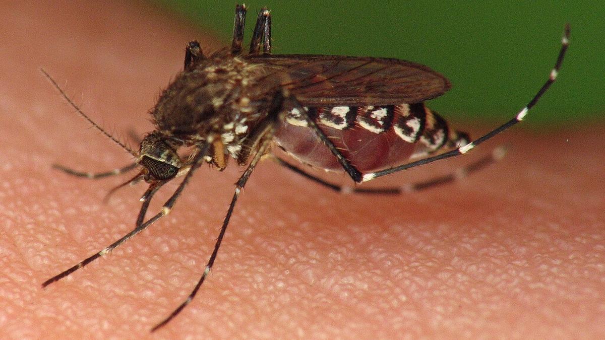 Imagen de un mosquito.