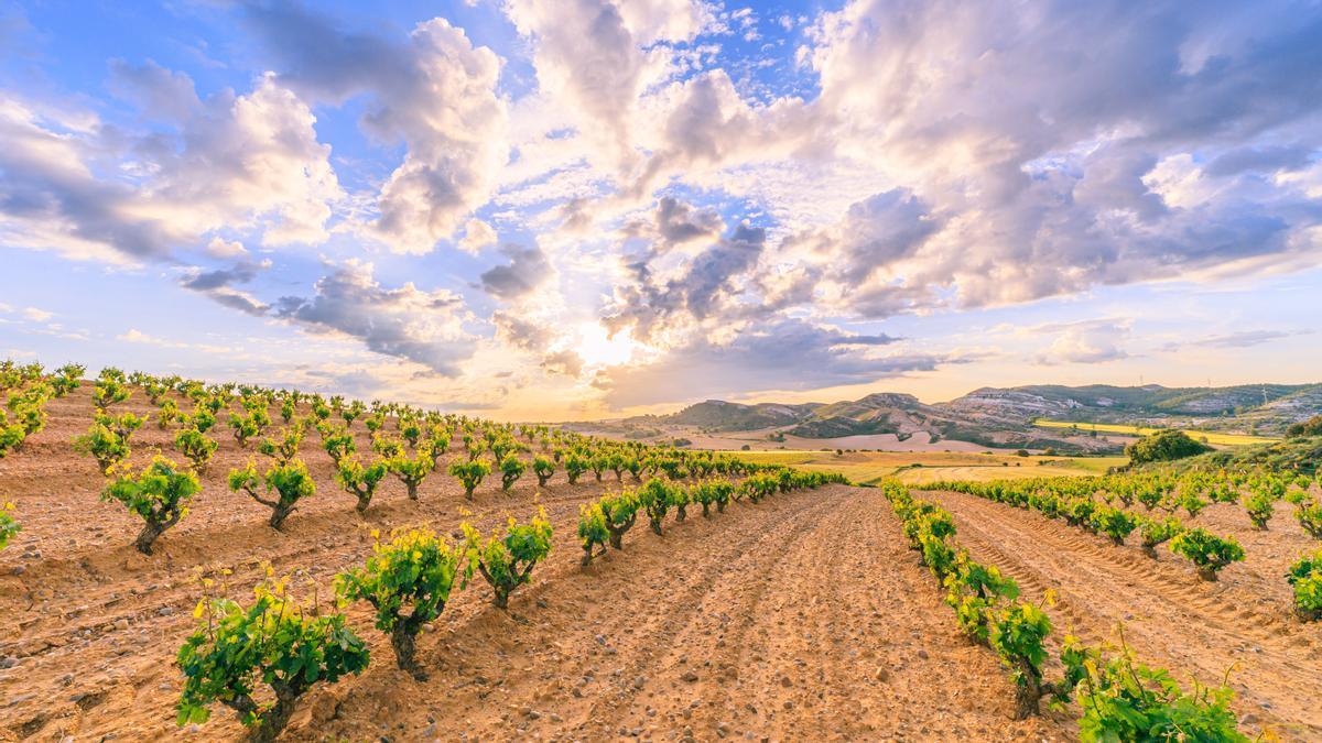 Vinyes de la Ribera del Duero