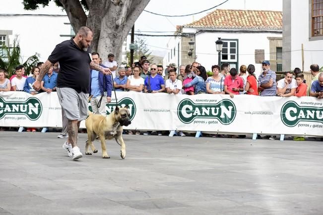 Celebración del I Certamen Nacional de perro ...