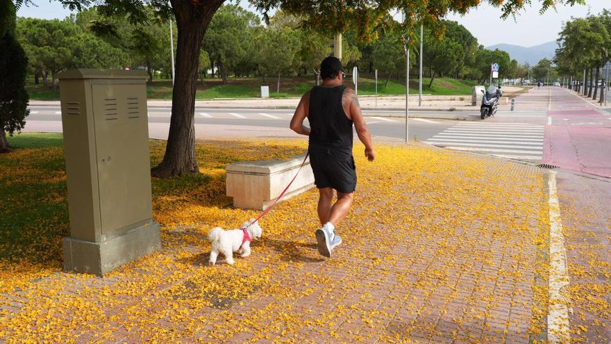 La floración tiñe las calles de Castelló